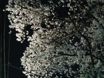 上北夜桜１.jpg