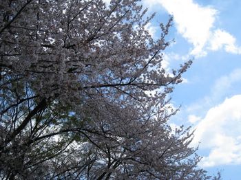 世田谷公園桜３.jpg