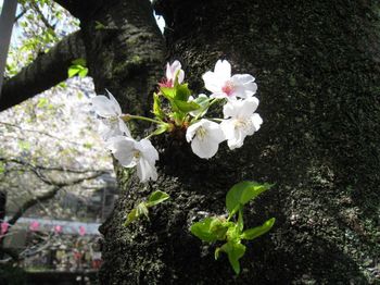 目黒川桜.jpg